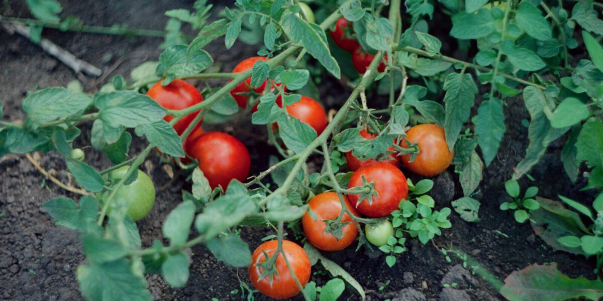 Tomaten anbauen