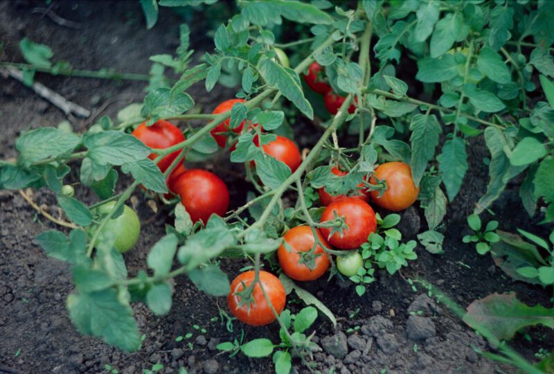 Tomaten anbauen