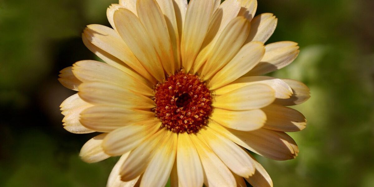 Ringelblumen-Salbe