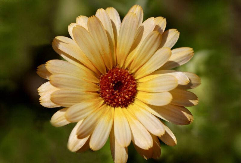 Ringelblumen-Salbe