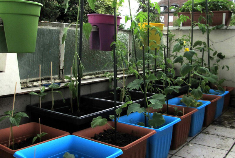 balkon gemüse