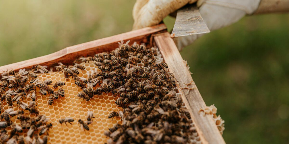Bienen