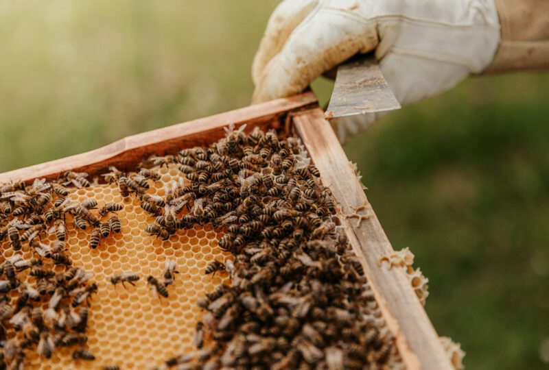 Bienen