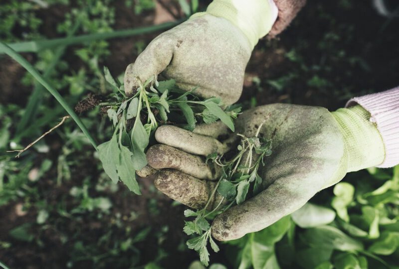 Gartenhandschuhe
