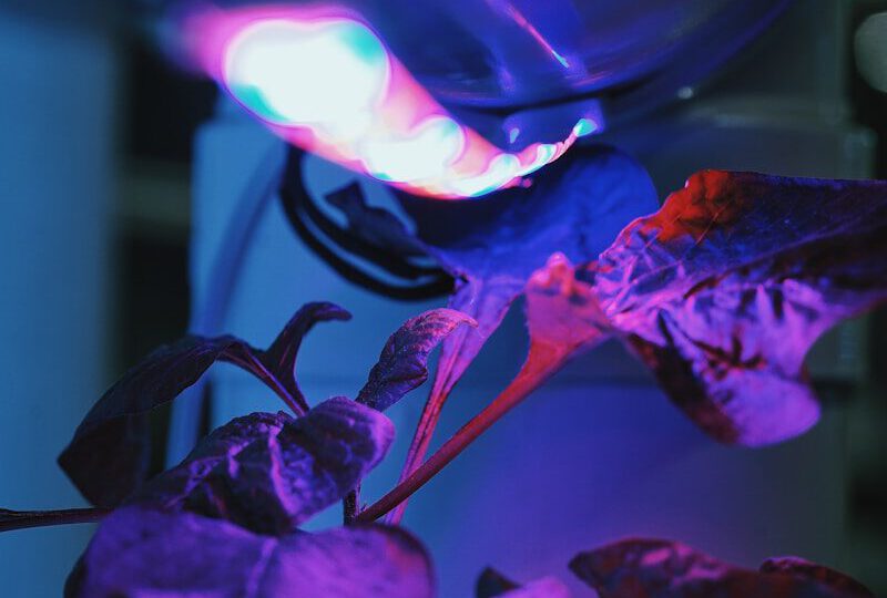 LED Pflanzenlampe