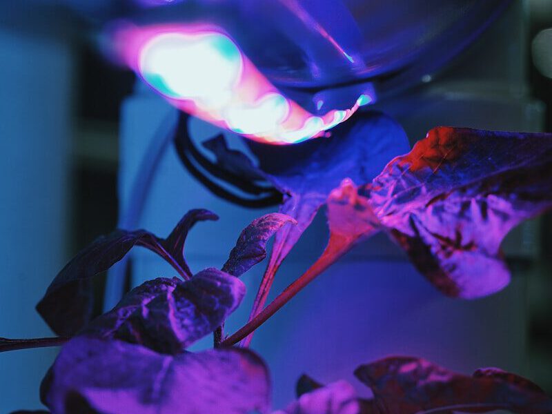 LED Pflanzenlampe