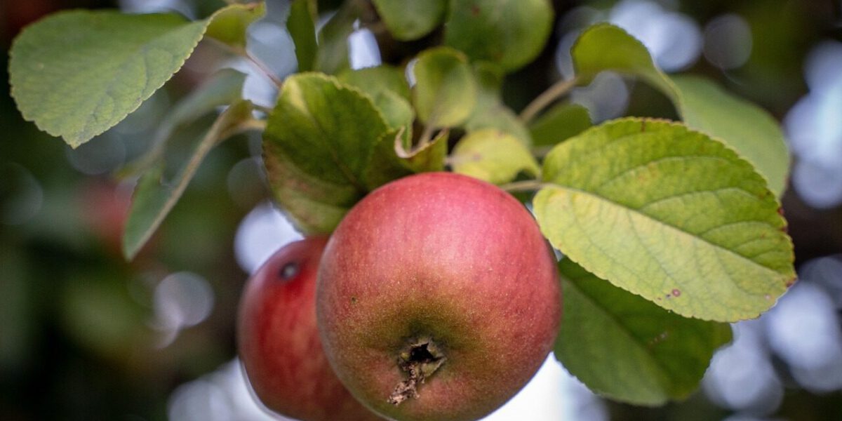 Obstbäume pflanzen