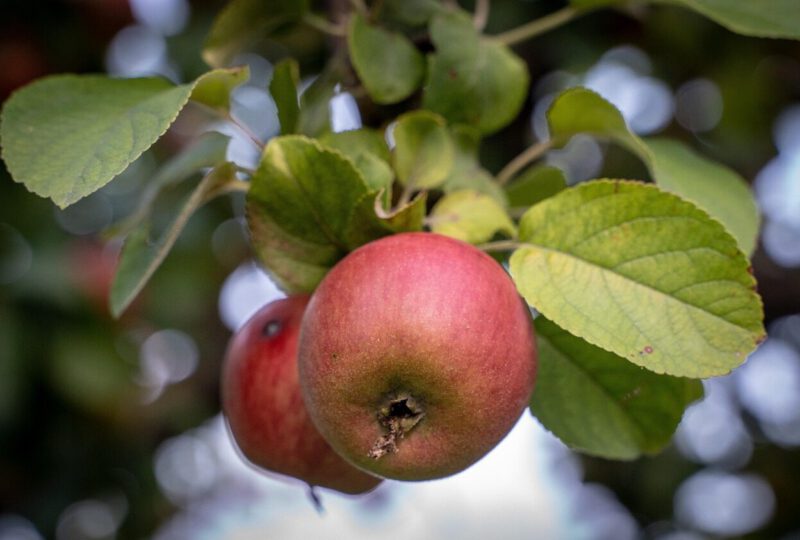 Obstbäume pflanzen